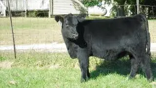 Late March SimAngus - HLVW Georgina(Primo x Champion Hill 6518) x HLVW Solution.