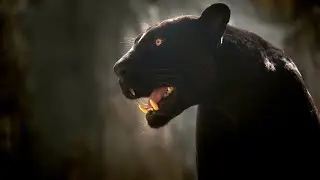 Jaguar roar Black Jaguar #jaguar #jaguarlovers #jaguars #roar #leopard #leopards #panthers #panther
