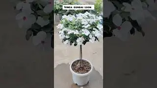 आसान तरीके से बनाएं vinca की bonsai ......#flowers #short