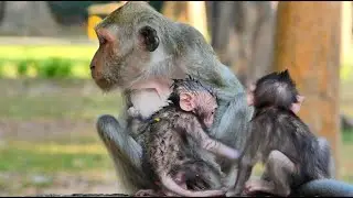 My God -They Leave Jagger and Jolan with Grandma Jade