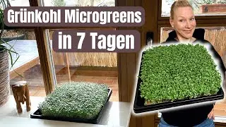 Gr&uuml;nkohl Microgreens anbauen ohne Erde | zuverl&auml;ssig & unkompliziert