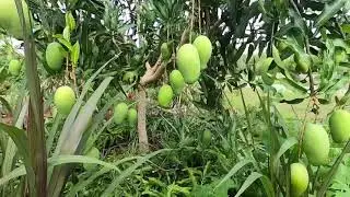 Lemon Zest Mango: is it worth growing?