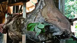 The process of sawing teak wood waste into world-class quality materials at the sawmill 