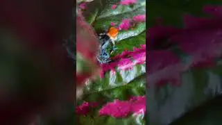 What Are These Tiny Bugs?