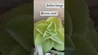 Indian borage #mexicanmint it's possible mosquito repellant family lamiaceae #yts#ornamentalplants