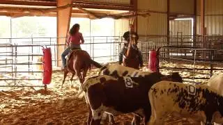 Mr Smart Kat - sorting practice  - Valley View Ranch
