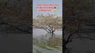 Wings Over Water: The Magic of Bhigwan Backwaters🕊🐦 | Must Visit Place for bird watching #bhigwan