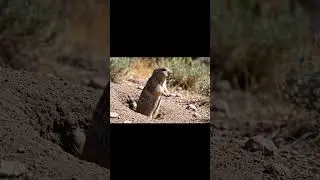 Tiny Bark, Big Energy! The Prairie Dog's Morning Call 📢
