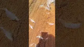 Rural people do not lack fish to eat