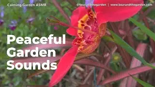 Yorkshire Garden ASMR | Gentle Nature Sounds for Stress Relief & Deep Relaxation