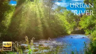 [Urban River Soundscape] - Water Flowing Sounds - Sleep and Relax