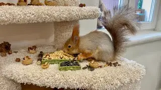 Mama squirrel has a new suitor.У мамы белки появился новый жених.
