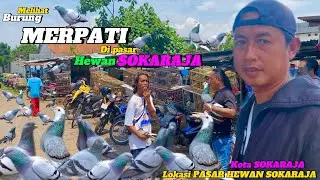 MELIHAT BURUNG MERPATI ‼️ DI PASAR HEWAN SOKARAJA BANYAK PILIHAN MERPATI DENGAN HARGA MURAH