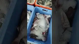 fish #song#hindisong #bollywood #love #entertainment #live #ghost #lifeisbutadream #comedyfil #music