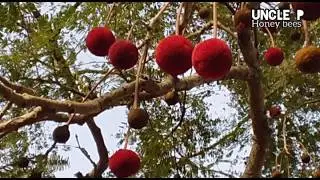 IF I had to keep BEES in my garden, this tree I MUST Grow!
