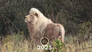Tack f&ouml;r att du gjorde v&auml;rlden djurv&auml;nligare 2025!