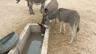 Donkey Delights: Tales of Endearing Equines Uncover the heartwarming tales of donkeys