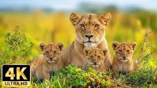 Wild Africa 4K: Wild African jungle animals and nature sounds