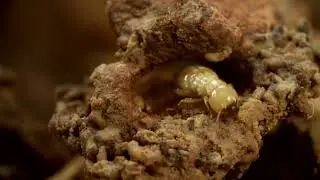 The Best Way To Treat For Termites In Kansas City From Gunter Pest & Lawn