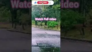Peaceful Relaxing&nbsp;&nbsp;Rain Sounds For Sleeping 🌿Stop Over thinking, Stress Relief Sounds, Calming Sound