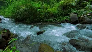 Natural River Ambience in Forest Hills | Real Water Flow Sounds for Restful Deep Sleep