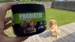 Probiotics for Dogs   Dog Probiotics with 5 Enzymes & 4 Prebiotics for Itchy Skin Review