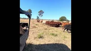 Ivy - Boonah Working Dog Sale