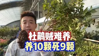 如何養護杜鵑花避免落葉並成功開花