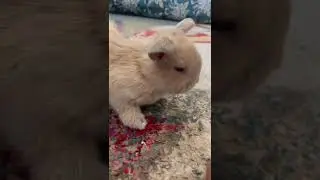 Fluffy rabbit 🥰