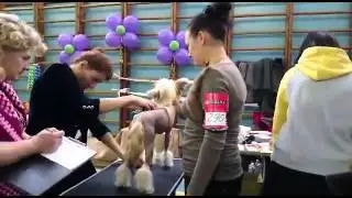 Deyvin for Ognenny Lotos Molosos Gratzi