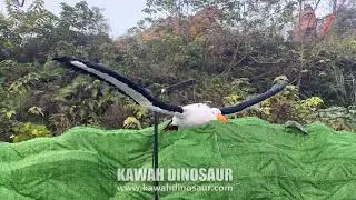 Animatronic Albatross Model with Wings Movement Realistic Animatronic Bird Kawah Factory