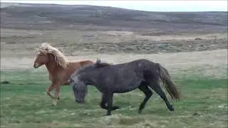 &THORN;ruma fr&aacute; Hvammi 2