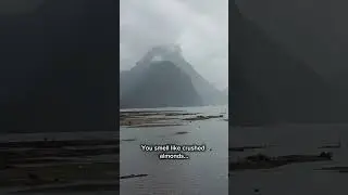 Kea&rsquo;s Got Game: The Flirtiest Bird in the Mountains!