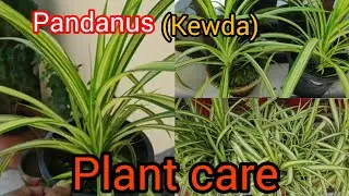 Pandanus/Kewda: Indoor Plant Care aur Maintenance ke Tips#gardeningwithamna