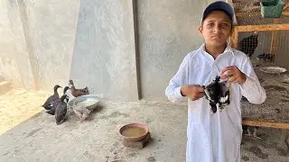 Meri Murghi Ne Apne Hi Anday Tor Diay 😱 | Daily Pets Routine Vlog