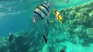Egypt. Snorkelling with fish in the Red sea at Sharm-El-Sheikh.А теперь за рыбами!Рифы Красного моря