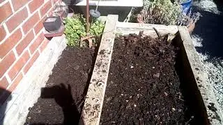 Composted my Fuggle hops after pruning Part 2