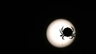 Relaxing Nature Video | #1