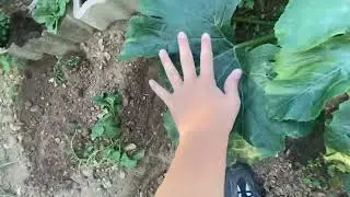 Pr&eacute;sentation du potager 2022