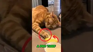 Hilarious Cat Caught Stealing Food While Pretending to Sleep. Must Watch! 😁
