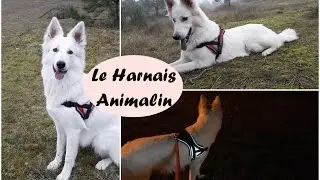 LE HARNAIS ANIMALIN | Anti-traction - &Eacute;ducation &agrave; la marche au pied !