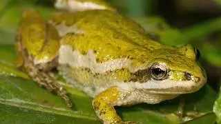 The Chorus Frogs
