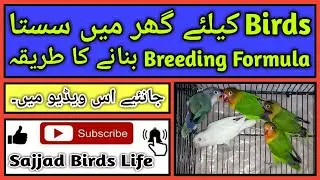 How to make Natural Breeding Formula for all birds at home | Sajjad Birds Life in Urdu/Hindi 50