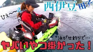 おひとり様カヤックフィッシング　西伊豆田子でヤバいやつ掛かった！