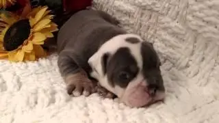 Portsea Blue Tri Female 3 Weeks