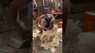 Show shearing practice, Marton 2023, Jimmy Samuels