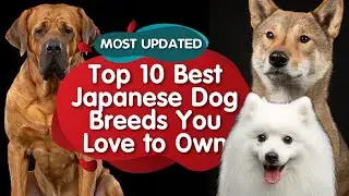 Top 10 Japanese Dog Breeds You Love to Own (MUST WATCH)