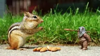 Different Chipmunk Sounds and Noises