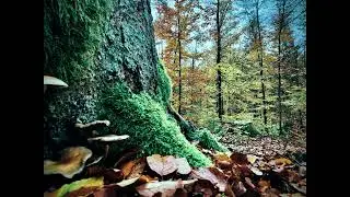 Field Recording I Deep Forest Soundscapes I Immersive Soundscapes stereo microphones omnidirectional