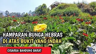 Kebun Bunga Hebras / Gerbera Yang Cantik Dan Luas Di Atas Bukit